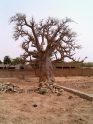 Baobab a Bandiagara (foto di Alvise Losi)